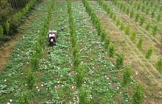 Düzce'nin kestane kabağında bu yıl yağış azlığı...