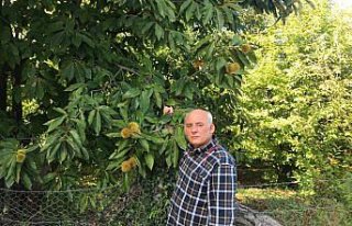 Erfelek kestanesinde rekoltenin 350 tona düşeceği...