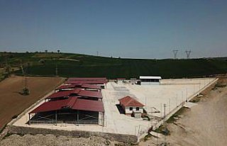 Havza Canlı Hayvan Pazarı süresiz kapatıldı