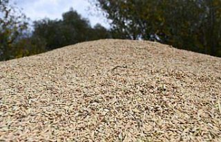 Karabük'te çiftçilerin çeltik hasadı sürüyor