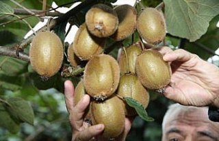 Ordu'da 10 bin ton kivi rekoltesi bekleniyor