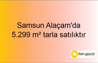 Samsun Alaçam'da 5.299 m² tarla mahkemeden...