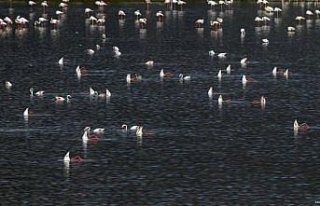 Tuz Gölü'nde alınan tedbirlerle yavru flamingolar...