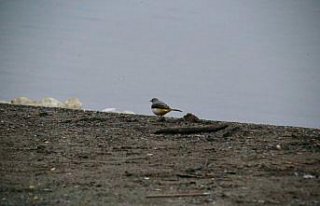 Yeniçağa Gölü göç mevsiminde mola veren kuşları...