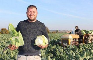 Bafra Ovası'nda 60 bin ton karnabahar rekoltesi...