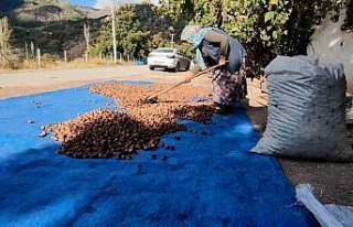 Çorum'un Oğuzlar ilçesinde 27 bin ton ceviz...