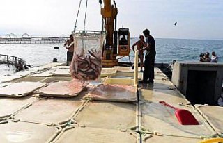 Doğal liman kenti Sinop'tan somon üretimine...