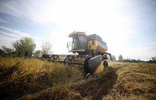 Düzce'de verimi sevindiren siyah pirinç daha çok...