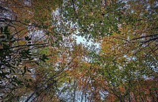 Düzce'deki Aydınpınar Şelalesi sonbaharda...