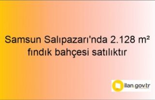 Samsun Salıpazarı'nda 2.128 m² fındık bahçesi...