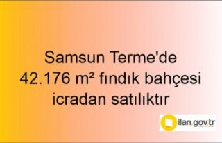 Samsun Terme'de 42.176 m² fındık bahçesi...