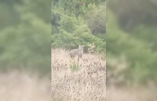 Samsun'da ormanlık alanda görülen vaşak cep telefonuyla...