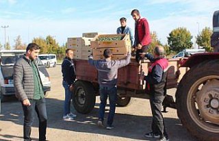 Samsun'da üreticilere 625 bin brokoli fidesi...