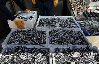 Sinop'ta palamut, tezgahlardaki yerini hamsiye bırakıyor