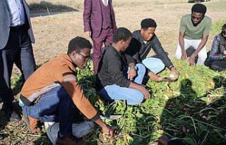 Tokat'ta Afrikalı öğrenciler pancar hasadına...