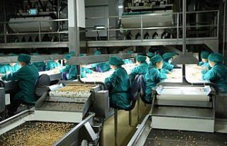 Fındık ihracatında bu sezon hedef 300 bin ton