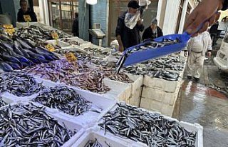 Samsun'da hamsi 25-30 liradan satışa sunuluyor