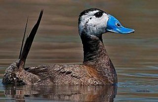Sulama barajı olarak yapılan Yedikır Barajı 230...