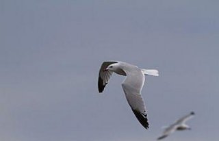 İklim değişikliği deniz kuşlarının varlığını...