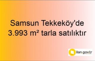 Samsun Tekkeköy'de 3.993 m² tarla icradan satılıktır
