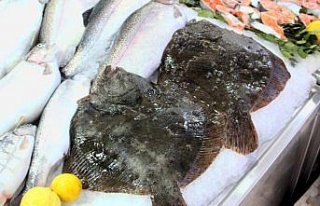 Sinop'ta kalkan balığının kilosu 400 liraya...