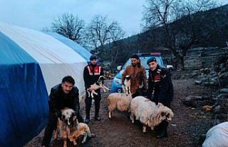 Sinop'ta koyun çaldığı iddia edilen kişi yakalandı