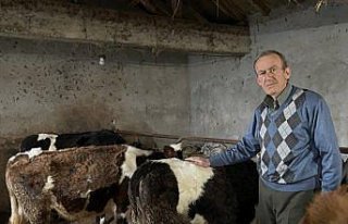 Zonguldak'ta emekli maden işçisi bir inekle başladığı...