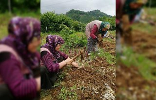 Espiye'de salep hasadına başlandı