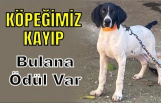 Köpeğimiz BOSS Kayıp