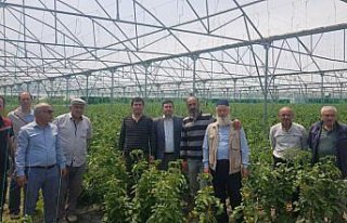 Alaçam Kaymakamı Zaman'dan üreticilere ziyaret