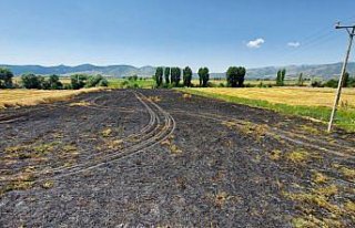 Amasya'da çıkan yangında 4 dönüm buğday...