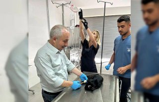 Amasya'da 12 bin metrekarelik barınakta hayvan hastanesi...
