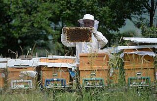Yenice ormanlarında üretilen ıhlamur balı coğrafi...