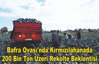 Bafra Ovası'nda kırmızılahanada 200 bin ton...