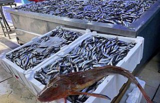 Balıkçılar av sezonunun ilk ayında umduğunu bulamadı