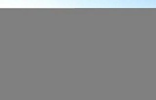 Bolu'da yağlık ayçiçeği hasat ediliyor