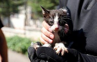 Düzce'de otomobilin motor kısmına giren kedi...