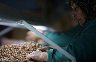 Düzce'den AB ülkelerine 9 ayda 3 bin 868 ton...