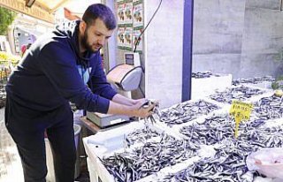 Karadeniz'de bollaşmaya başlayan hamsinin fiyatı...