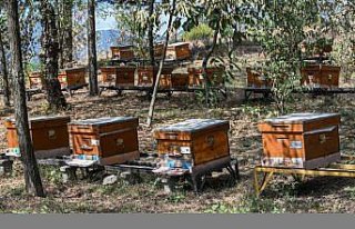 Yaban arılarının azalması tarım zararlılarının...