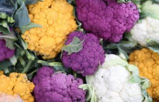 Bafra Ovası'nda yetiştirilen renkli karnabaharlar...