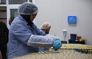 Kastamonu'da sarımsak fabrikasının enerjisi...