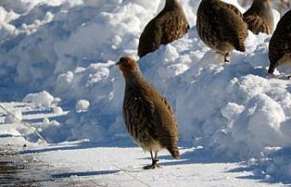 Erzurum'da çil keklikler karlar üzerinde yiyecek...