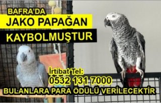JAKO PAPAĞAN ARANIYOR