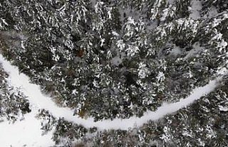 Kastamonu'da kar yağışı sonrası ormanlar...