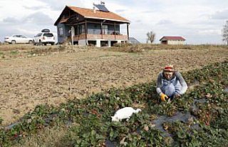 İstanbul'da tekstil sektörünü bırakıp Samsun'da...