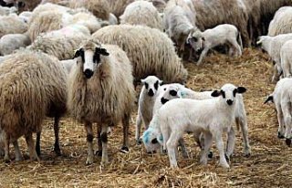 Amasya'da süt kuzularının anneleriyle buluşması...