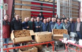 Bafra'da tütün alımları başladı