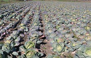 Bafra Ovası'nda 200 bin ton beyaz lahana hasadı...