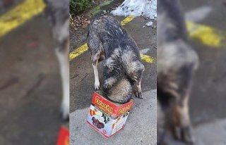 Bolu'da başı tenekeye sıkışan köpeği itfaiye...